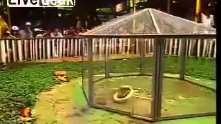 LiveLeak.com - Weasel VS Snake, Spectator Sport Somewhere
