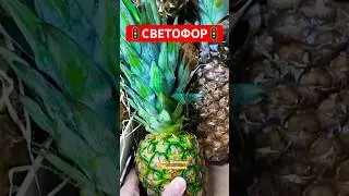 ШОК🚦СВЕТОФОР🚦ГОРЫ ПРОДУКТОВ🙈за КОПЕЙКИ #обзор #подпишись  #fixprice #фикспрайс #светофор