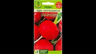 The best variety of radish is Duro Krasnodarskoe!