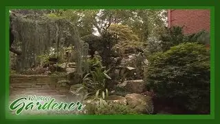 Landscape Vignettes into Cohesive Design| Volunteer Gardener