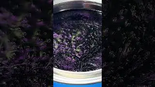 Introducing the World's First PURPLE to BLACK HyperShift | Insane Transformation! (ZBP)