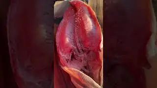 Щука по древнему РУССКОМУ рецепту 🔥