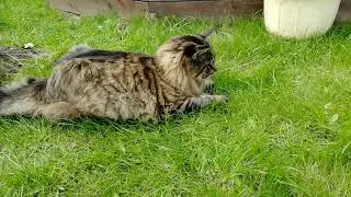Мейн-Кун Бруклин #хищник
