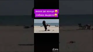 Собака рулит
