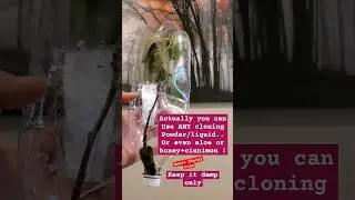 How to clone a tree plant  or flower - root rot preventors
