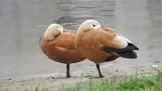 Огарь - красная утка