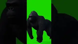 # shorts # gorilla jumping # knock- knock #