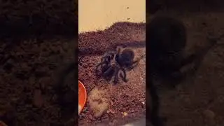 So my fav tarantula just passed today and I wanted to share this short feeding clip in honor of her