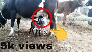 Children of goat are drinking milk of cow 🐄 ;|| aesa bhi huta hi
