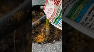 Швидко позбувся слимаків 100%  ефективно #слимак #слимаки #равлики #позбувся