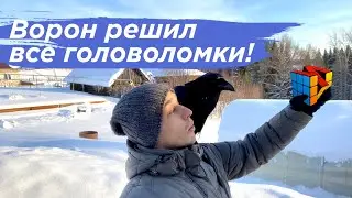 Секрет тренировки вОрона! Наблюдение за Гошей.