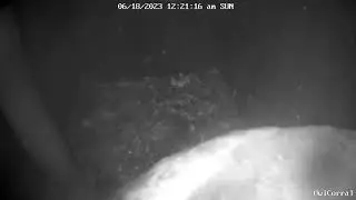 #OwletPaulie Calling For Food and Siblings Company.  Owl Box C - 6/18/23 - 12:21 am