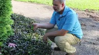 Bugleweed (Ajuga reptans) - Plant Identification
