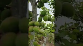 Состояние абрикос, опыление
