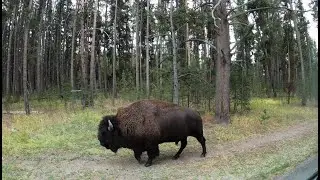 Welcome to Yellowstone!