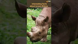 Exploring Rhino Species|| Diversity, Habitats ||@discoverwithsabi #animals #rhino#shorts