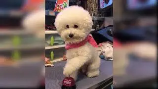 y2mate com   baby dogs cute and funny dog videos compilation 14 aww animals JoH gQABcKc 1080p