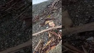 Вот какое добро выносит морем