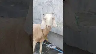 ALAGA NAMING KAMBING 
