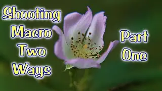 Macro Photography Two Ways