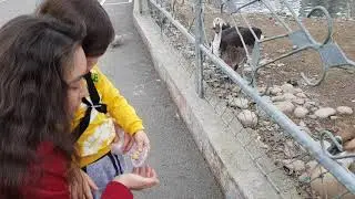 Арни в зоопарке