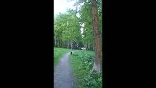 Вороны нападают на собаку