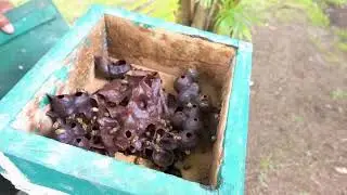 Bees at La Ceiba in Guainia