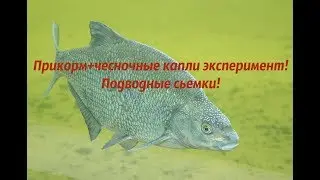 Эксперимент прикорм + чесночные капли осенью!Подводные сьемки!