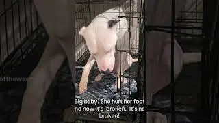 I Just a Baby #shorts #puppy #dogmom #dog #pet #rescue