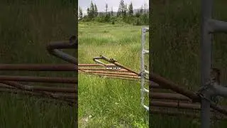 Just when you think you can have a quiet day at the #ranch..