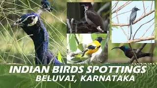 Birds of Kesargadde, Beluvai shot using Canon M50 and Canon 50-250 mm lens
