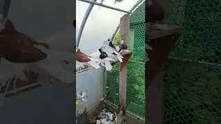голуби Таджикские