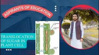 Sugar Transport: Pressure Flow Hypothesis| Source|Sink|Xylem|Phloem by Aspirants of Education