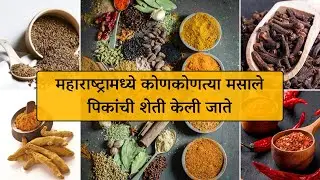 महाराष्ट्रामध्ये कोणकोणत्या मसाले पिकांची शेती केली जाते