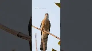 Birds voice 😍|| 