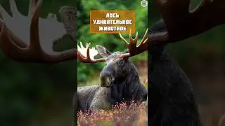 Лось интересные факты 