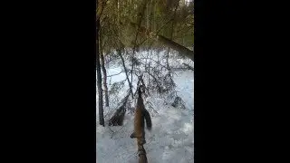 Проверка капканов на куницу + результат 08.02.19