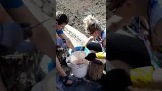 Заготовка карася!