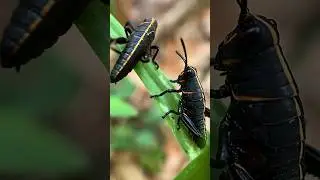 Eastern Lubber Grasshoppers