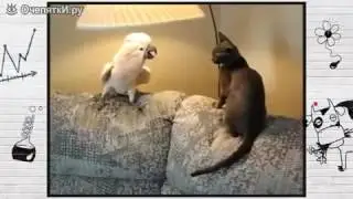 Попугай гопник и котик