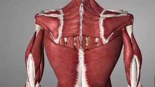 Scoliosis Functional Curve
