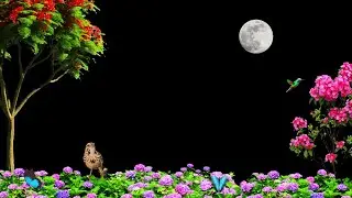 Nature Background Video /Background Video Effects hd /Black Screen Effects /Garden Tree Black Screen