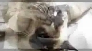 Lesbian licking pussy / PORNOO