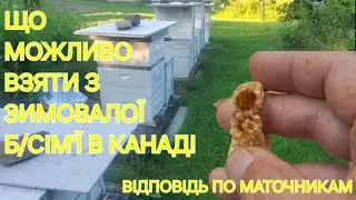 Що можливо взяти з зимовалої б/сім'Ї в Канаді. 
