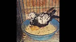 شوف 😯لقيت ايه عند الحمام 😯سبحان الله 😍