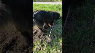 Тася и Крот 