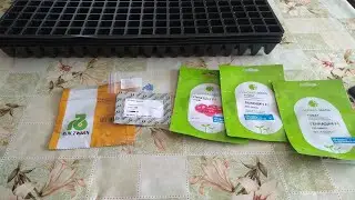 Какие сорта помидор я будут сажать в теплицу