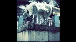 #06 Speed Art - Midnight Wolf