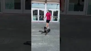 Nikki in public #k9protection #soccerball #workingk9
