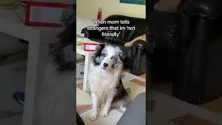 He said what he said #funnydog #sassydog #dogmom